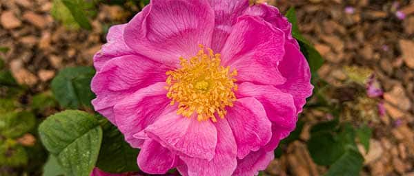 Photo d'une rose de la roseraie